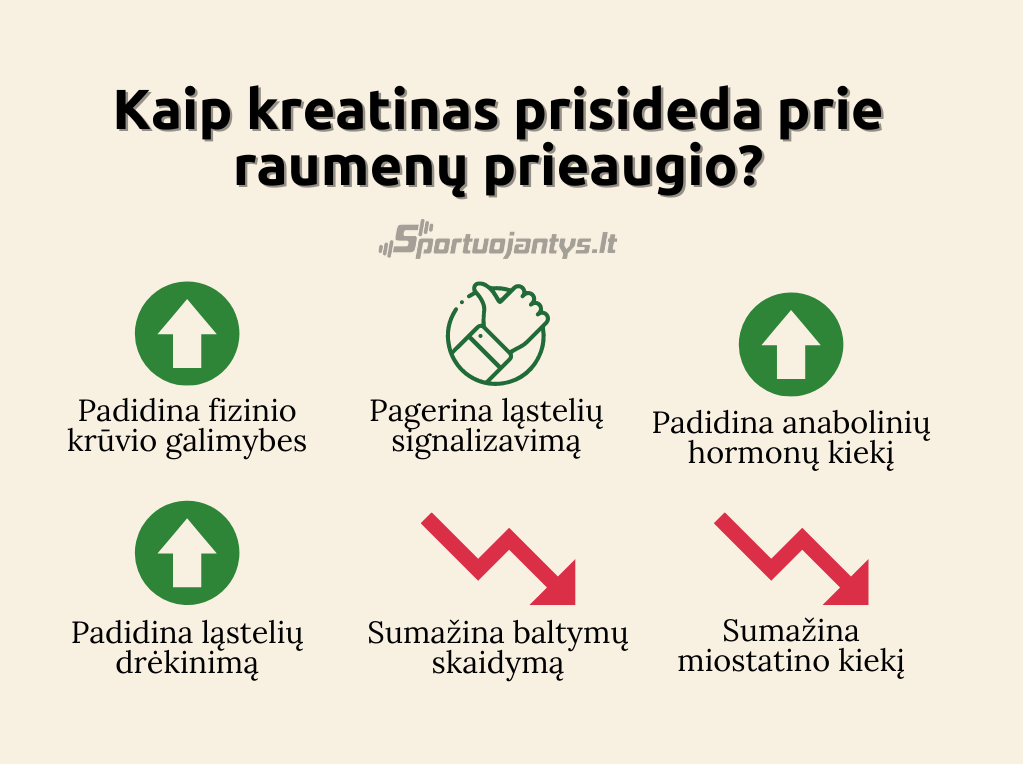 kreatinas padidina raumenis 1